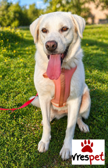 Ράτσα: Λαμπραντόρ - Labrador | Ηλικία: 3 ετών | Φύλο: Θηλυκό | Αρ. Microchip: 0 | Ημίαιμο | Περιοχή: Γλυφάδα, Αττική